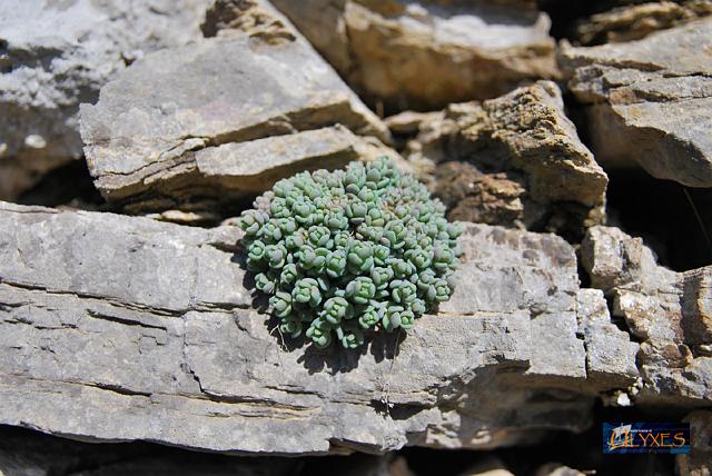 sedum dasyphyllum.JPG